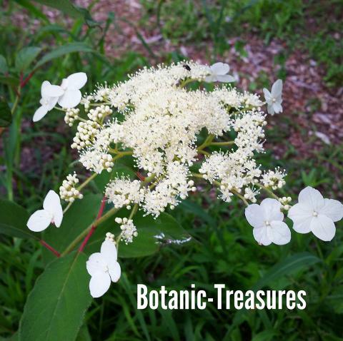 Botanic Treasures